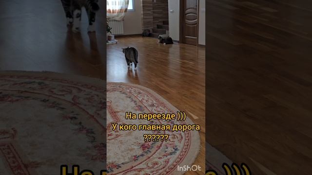 Веселые котики#котики#юмор#смешныекоты