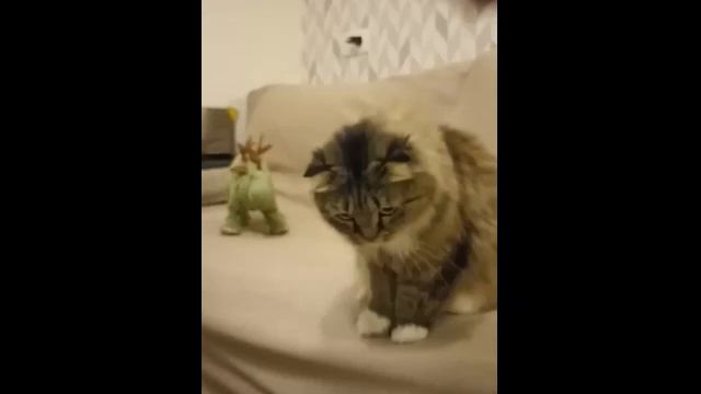 Когда решил научить кошку команде фас