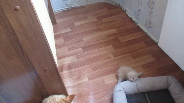 мэйн-кун котёнок первое путешествие  нам 11 дней