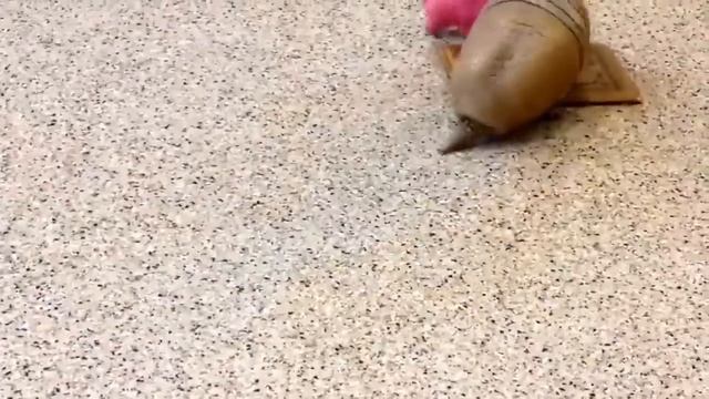 一人で遊ぶアルマジロがかわいい✨
