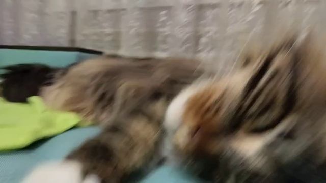 1000012603.mp4