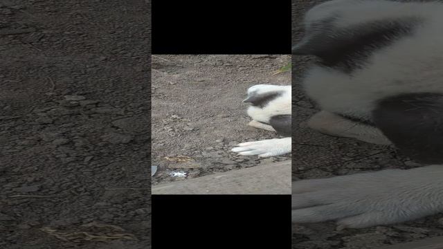 Джекки