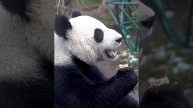 Диндин сегодня обедала на улице.
Вот это она аппетитно хрумкает#сезонконтентаRUTUBE