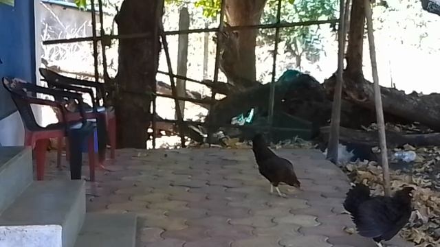 Арамболь. Гуляющие курицы.