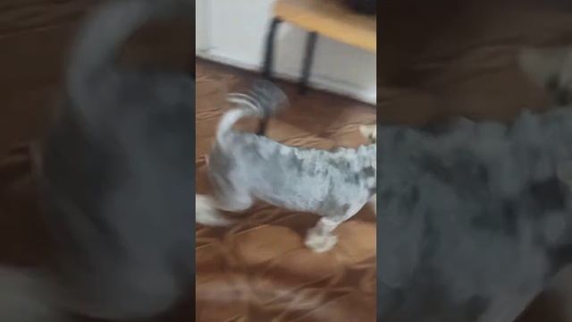 Йорк Бони подстригся! Зоосалон "Eteluin" г.Краснодон.