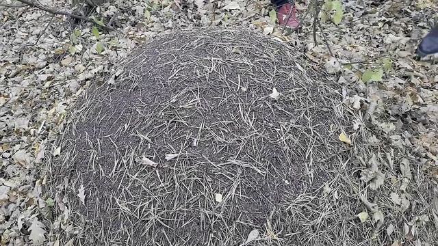 Бузулукский бор... Экскурсия 16.10. 24.  Видео Виктор Поживин