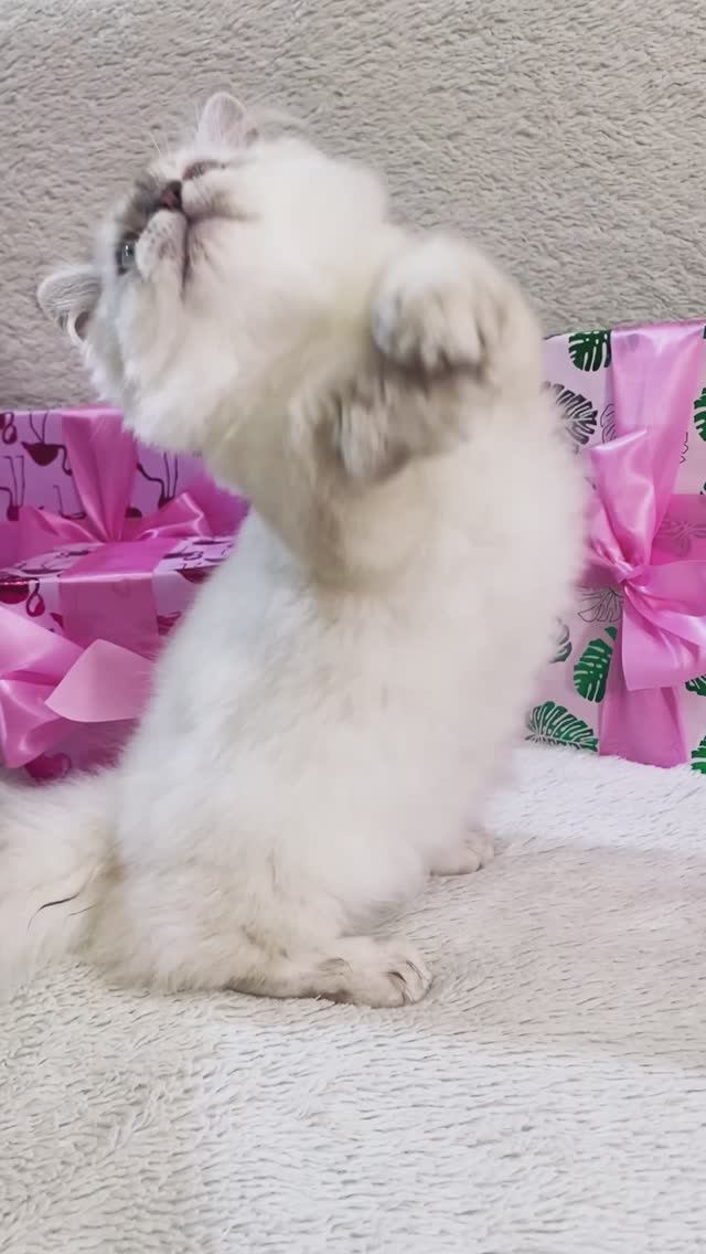 Девочка Snowy - манчкин супермини ШОУ класс ❤️
https://vk.com/okcats_40
Inst: @okcats_40