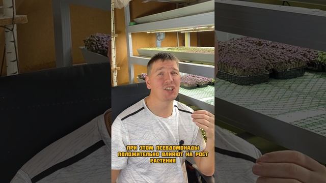 Полезные бактерии