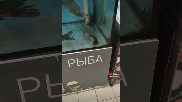 ракатака