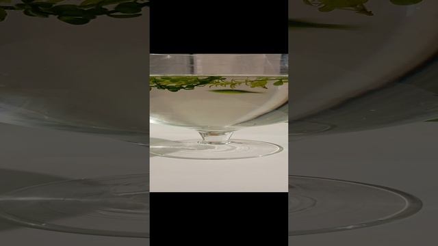 рыба