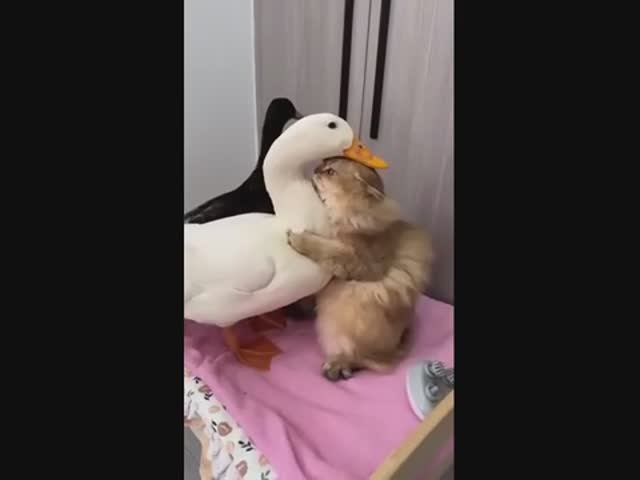 Кот занял кроватку двух уток