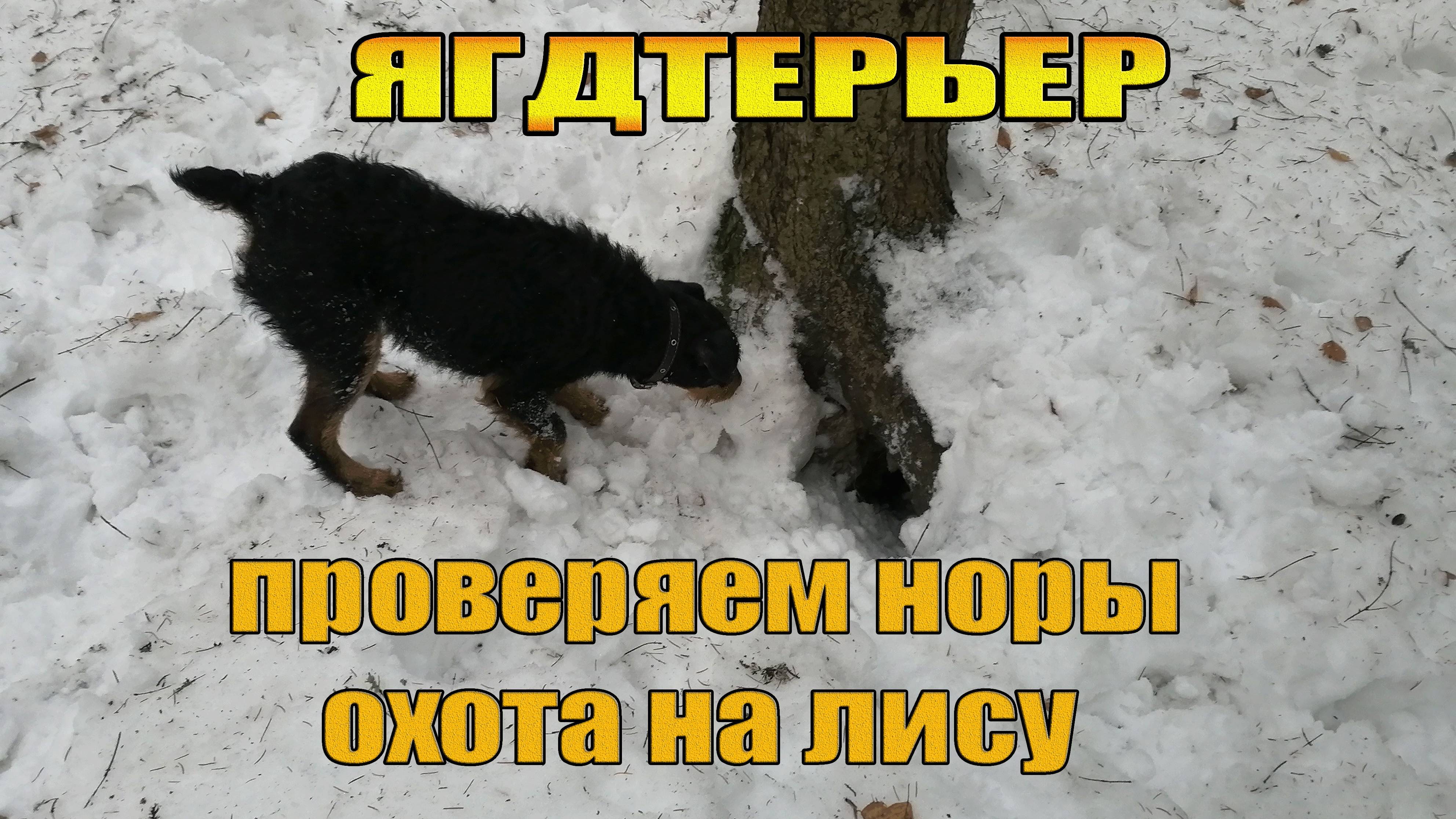 Проверили норы с Ягдтерьером | Беременная лиса