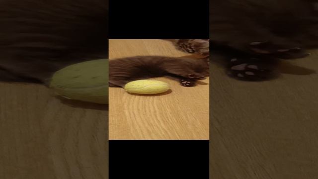 1001442212.mp4