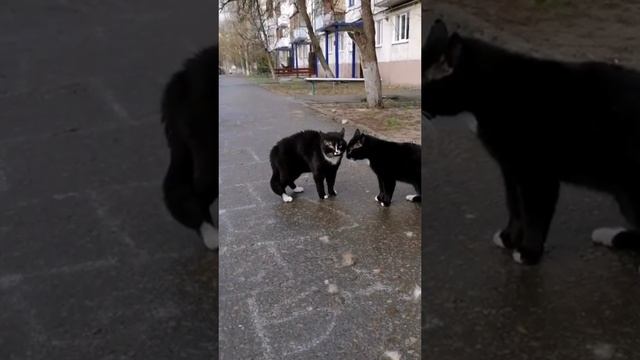 Котомафия