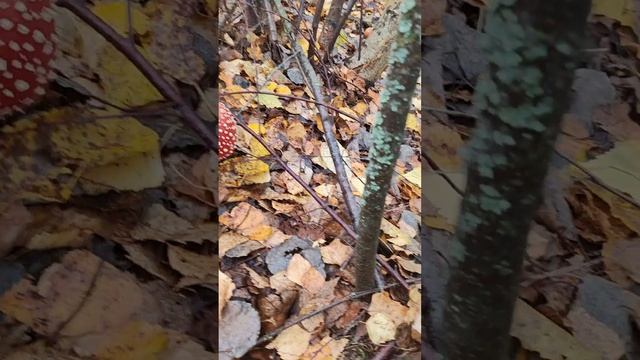1000034557.mp4