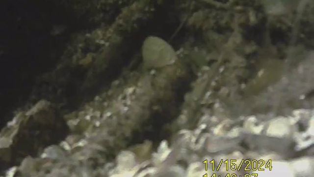 1000032564.mp4Волга гл.4м.15.11.2024г.