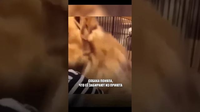 Забрали из приюта , как трогательно 🥺❤🕊