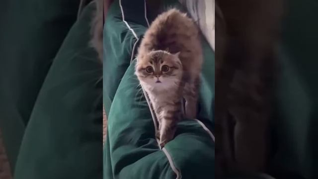 живность-котэ