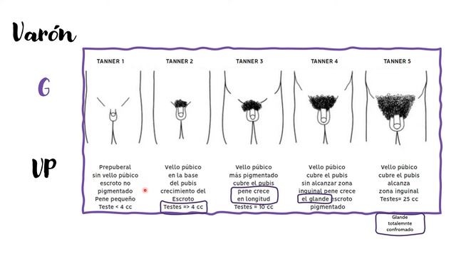 Estadios de maduración sexual según TANNER