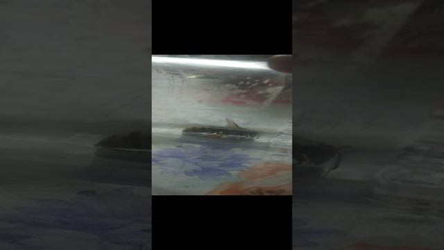 VID_20240601_173006.mp4