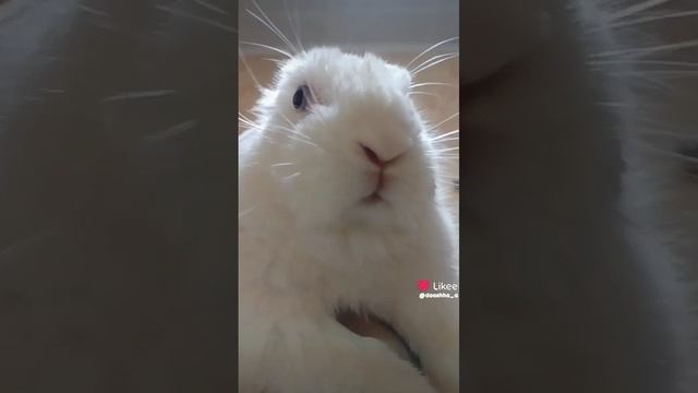 что у вас за мех...?😊