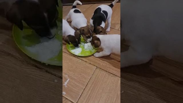 Милота