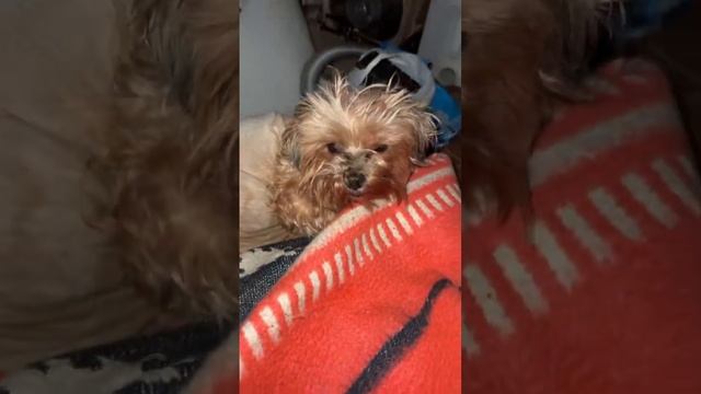 🐶В Москве йоркширского терьера выбросили после операции🐶