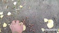 Бурундук