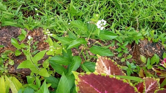 Buttonsage - Flowers - Lantana Involucrata - Plant