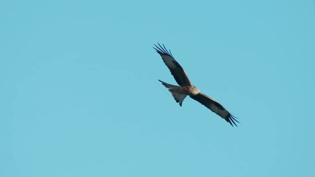 Red Kites at Gigrin Farm