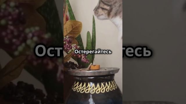ВАШ КОТ ПРОТИВ РАСТЕНИЯ