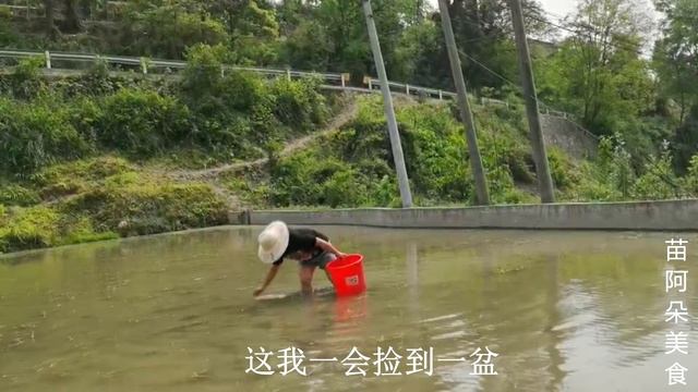 苗大姐钓龙虾捡田螺，半小时搞10斤，回家路上摘花椒叶，愉快的一天！【苗阿朵美食】