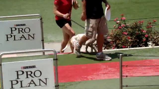 Purina Farms Dog Show 1 of 2