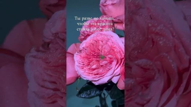 Такая красота должна срочно появиться у неё дома!