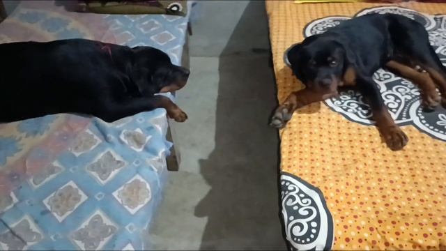 amr ram r lokkhon. roxy and devil. amar choker moni🥰❤🥰#rottweiler