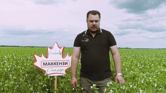 Наш ранний горох Маккензи и Эдвард.
