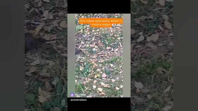 Белочка в смокинге
