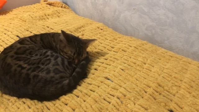моя кошка багира