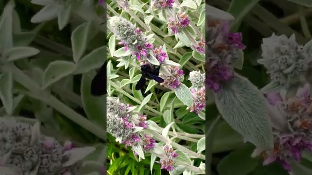 Чёрный шмель плотник в саду