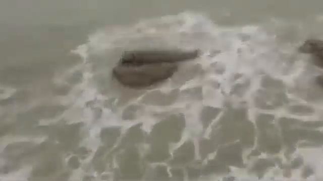 Настоящая русалка