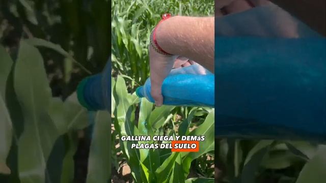 Insecticida granulado directo al cogollo 🫡🌽 permetrina , (Usen epp )