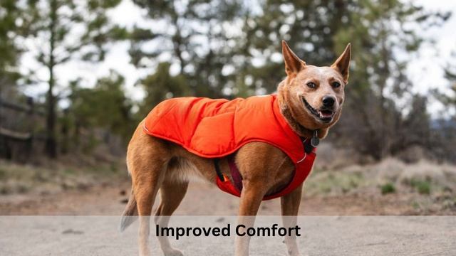 Dachshund Coats