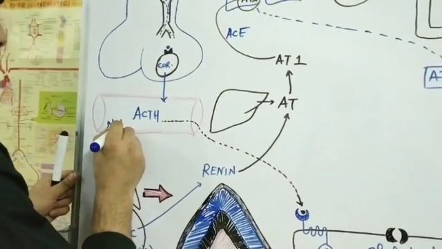 ADRENAL GLAND part 1( ZONA GLOMERULOSA) :ALDOSTERONE