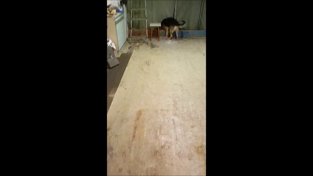 #Пёс #Собака #Овчарка #Братья меньшие #Том,