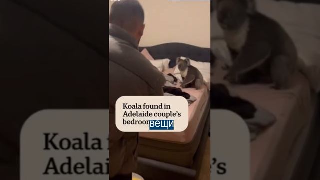 Коала залезла в дом, пока собака спала