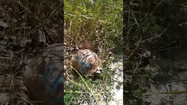 Черепаха 258 в Сукко за месяц до отъезда на Большой Утриш