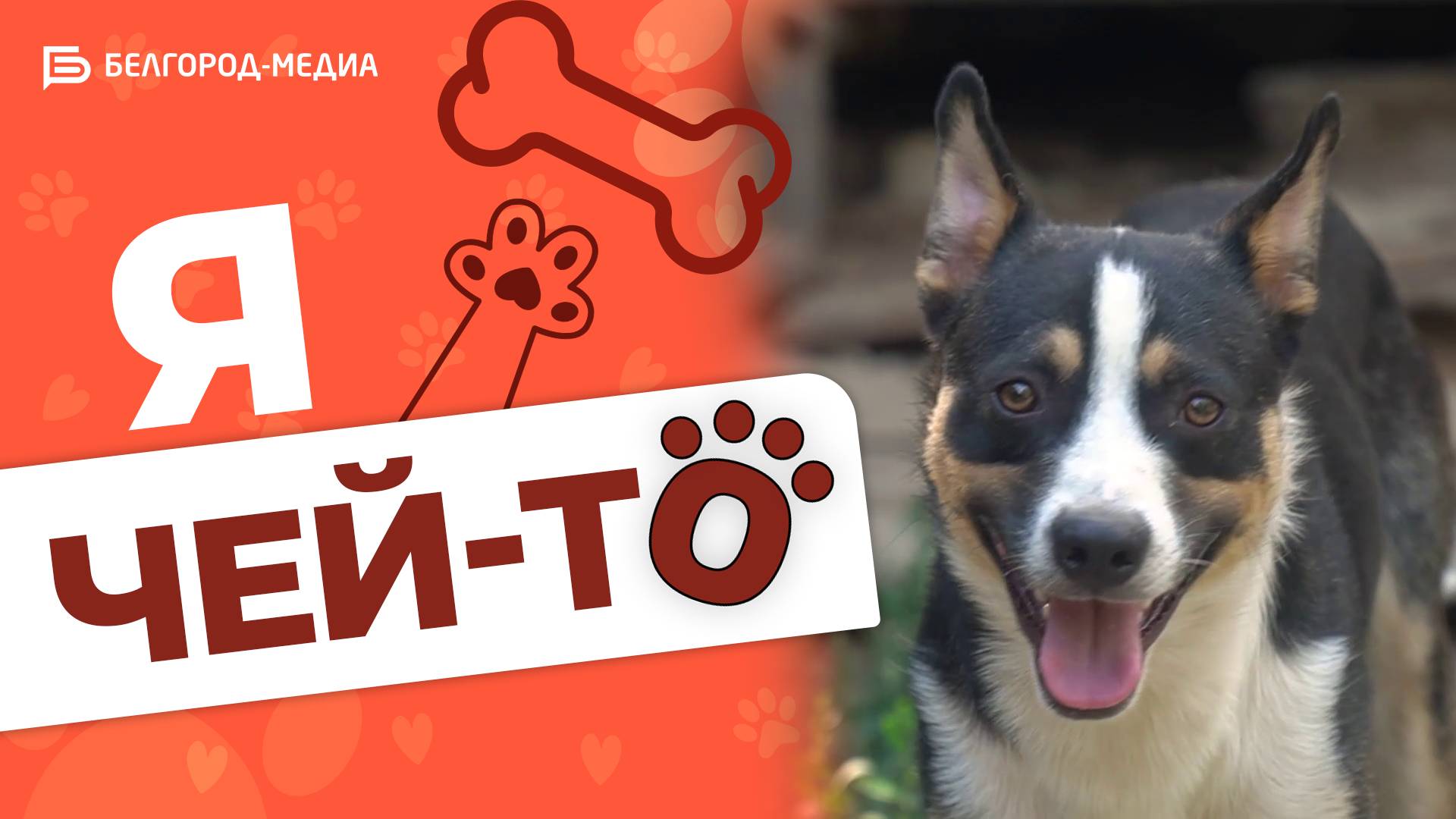 Пёс Кай с невероятной улыбкой | «Я чей-то»