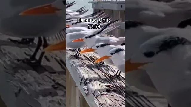 Отправляй тем самым коллегам, кто тоже ждет выходные))