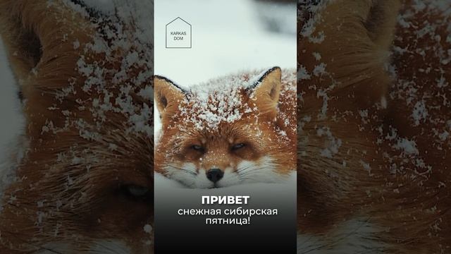 Поздравляем всех с пятницей! #зима #winter #снег #snowfall #пятница #friday #выходные #weekend