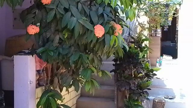 Гоа, Арамболь. Общение котов.